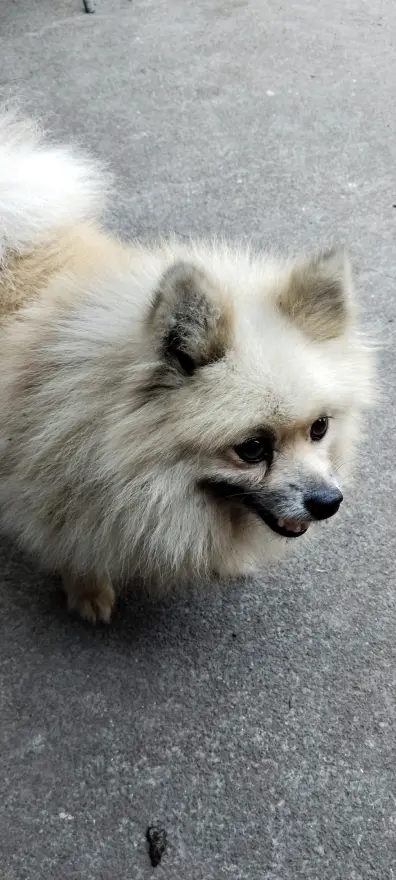 CEGAH RABIES